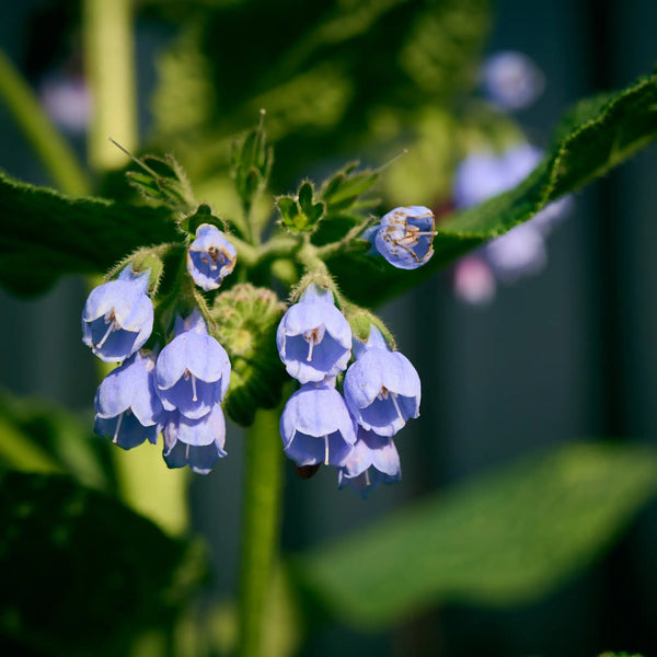 Close-up of blue flowers with green leaves on a blurred natural background