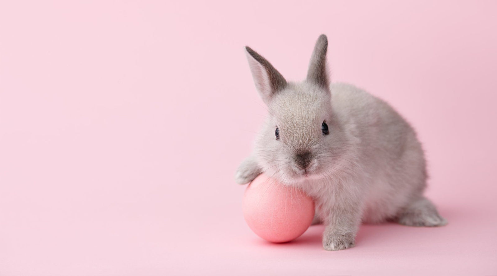 Cruelty-free vs Vegan