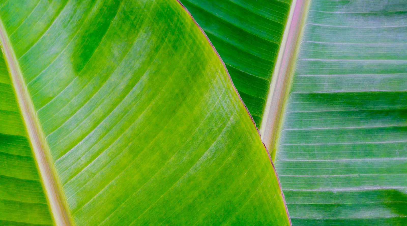 Get to know your microbiome