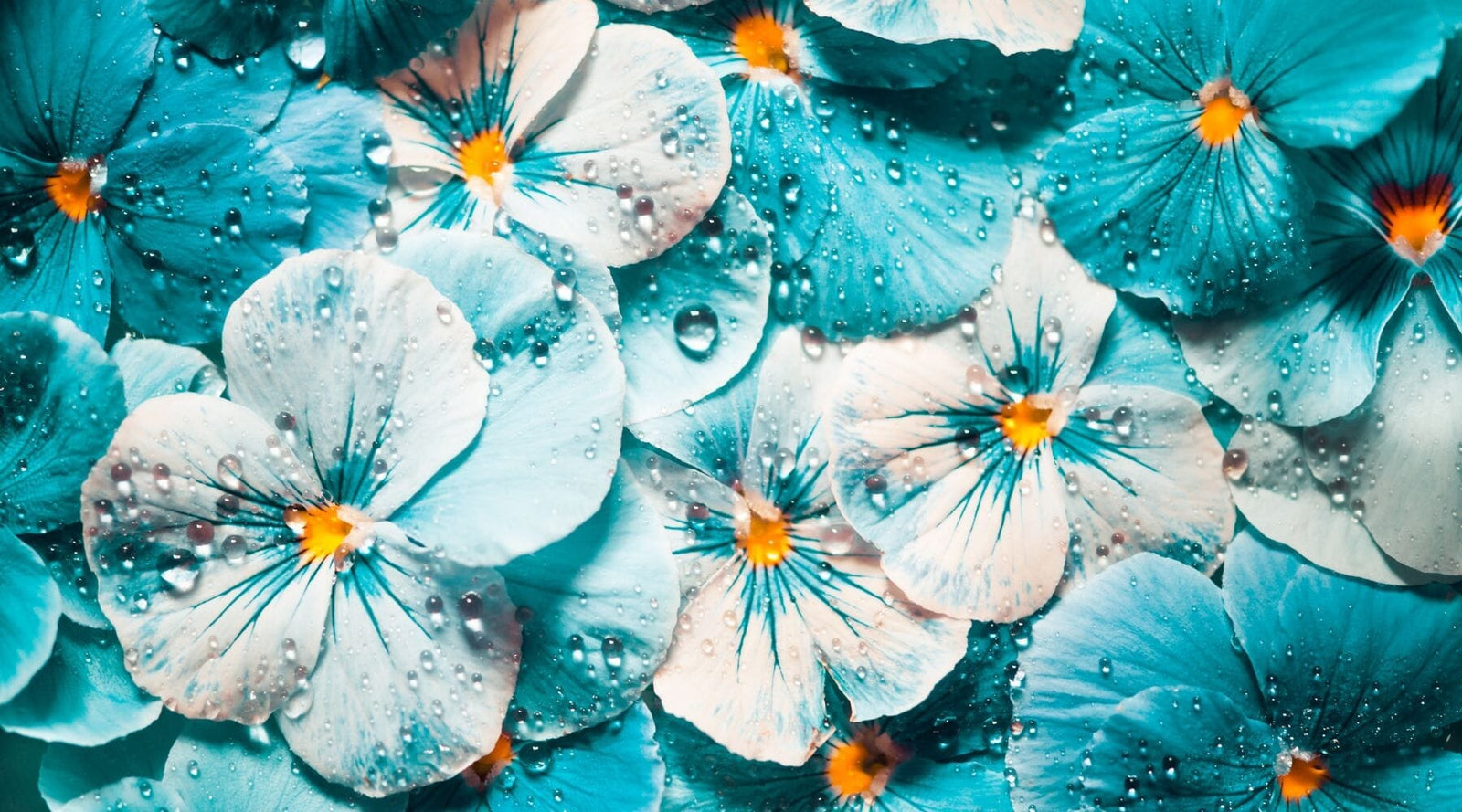 Ingredient Spotlight: Viola Tricolor