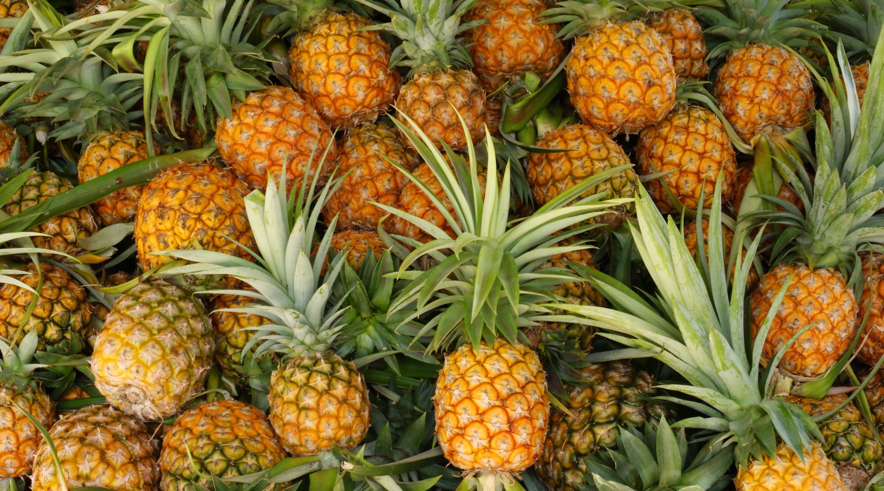Pineapple Hydrosol