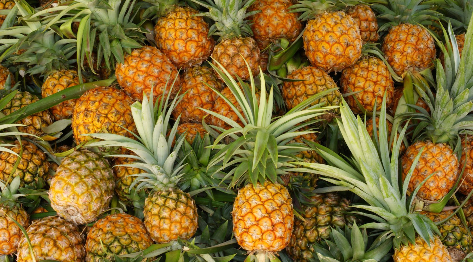 Pineapple Hydrosol