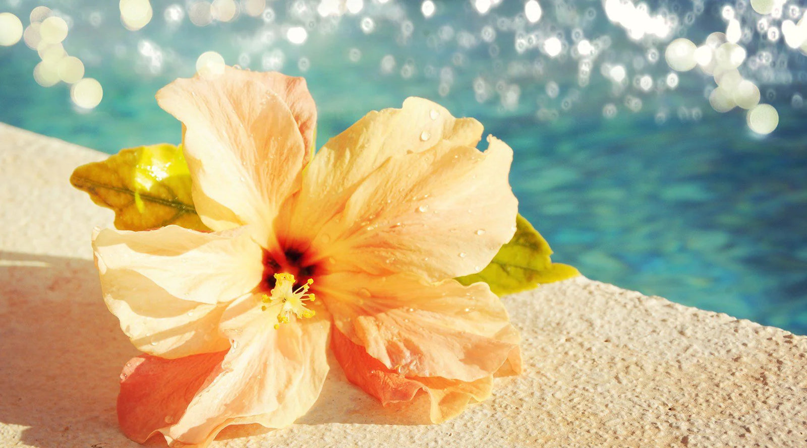 Sun-lover's Guide to Sunscreen, flower near the ocean